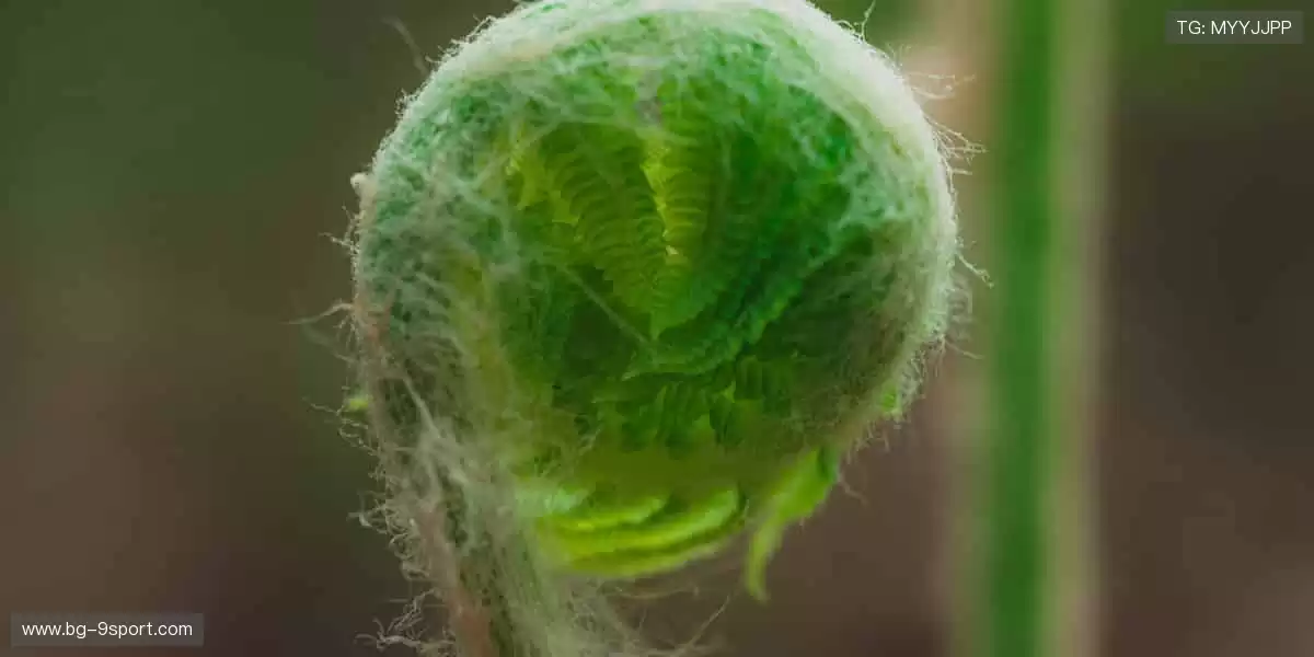 指尖掌控全球赛事，零时差感受热血沸腾！📱⚽